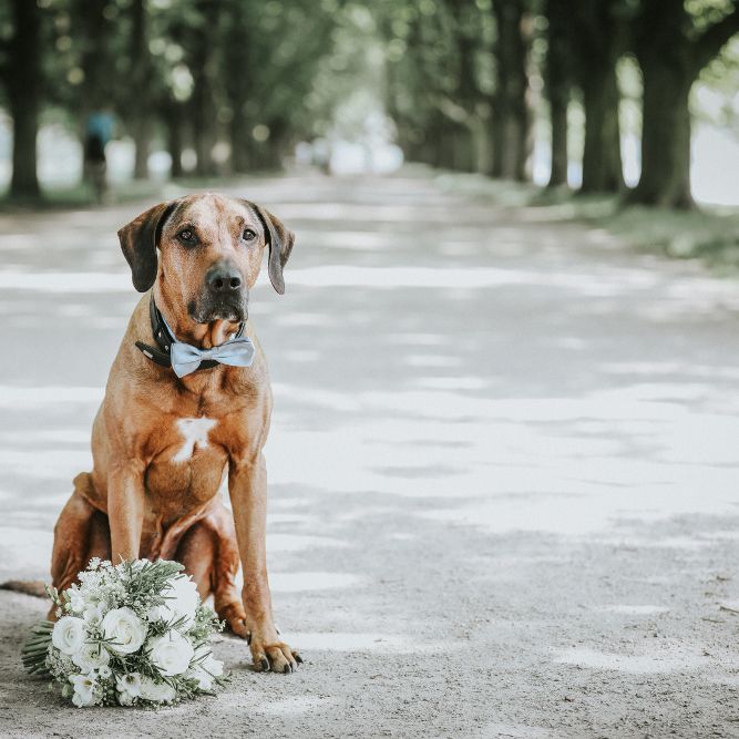 Auf den Hund gekommen! Frau (49) heiratet Golden Retriever Auf den Hund gekommen! Frau (49) heiratet Golden Retriever (Foto)