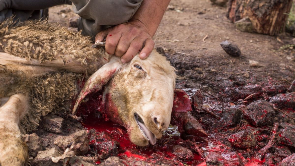 In Pakistan hat ein Vampir anscheinend eine Herde Ziegen getötet. (Symbolbild) (Foto)