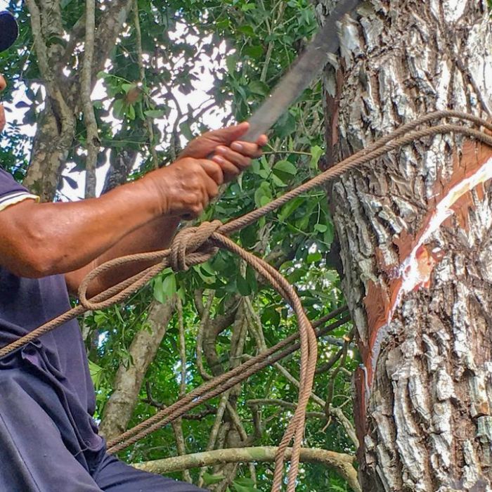 Wiederholung von "Der Süden, Land der Maya" online und im TV sehen Wiederholung von "Der Süden, Land der Maya" online und im TV sehen (Foto)