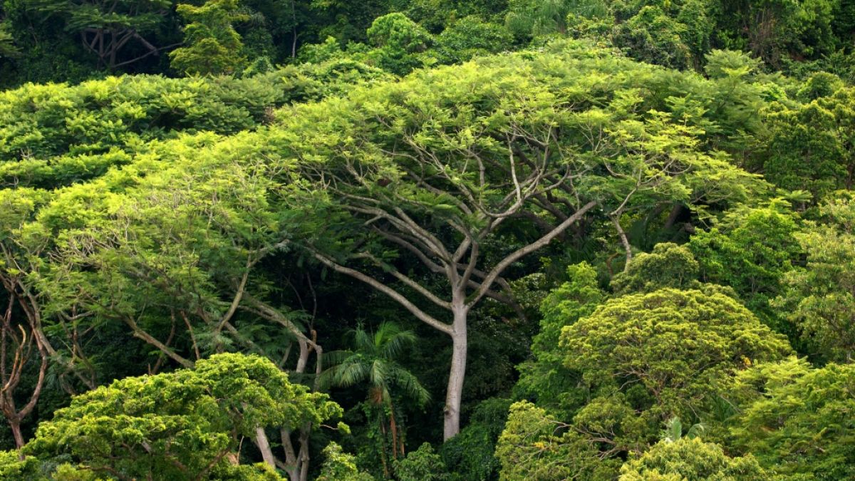 Unternehmen verschleiern mit Greenwashing das sie zum Beispiel den Regenwald abholzen. (Foto)