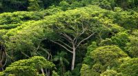 Unternehmen verschleiern mit Greenwashing das sie zum Beispiel den Regenwald abholzen.