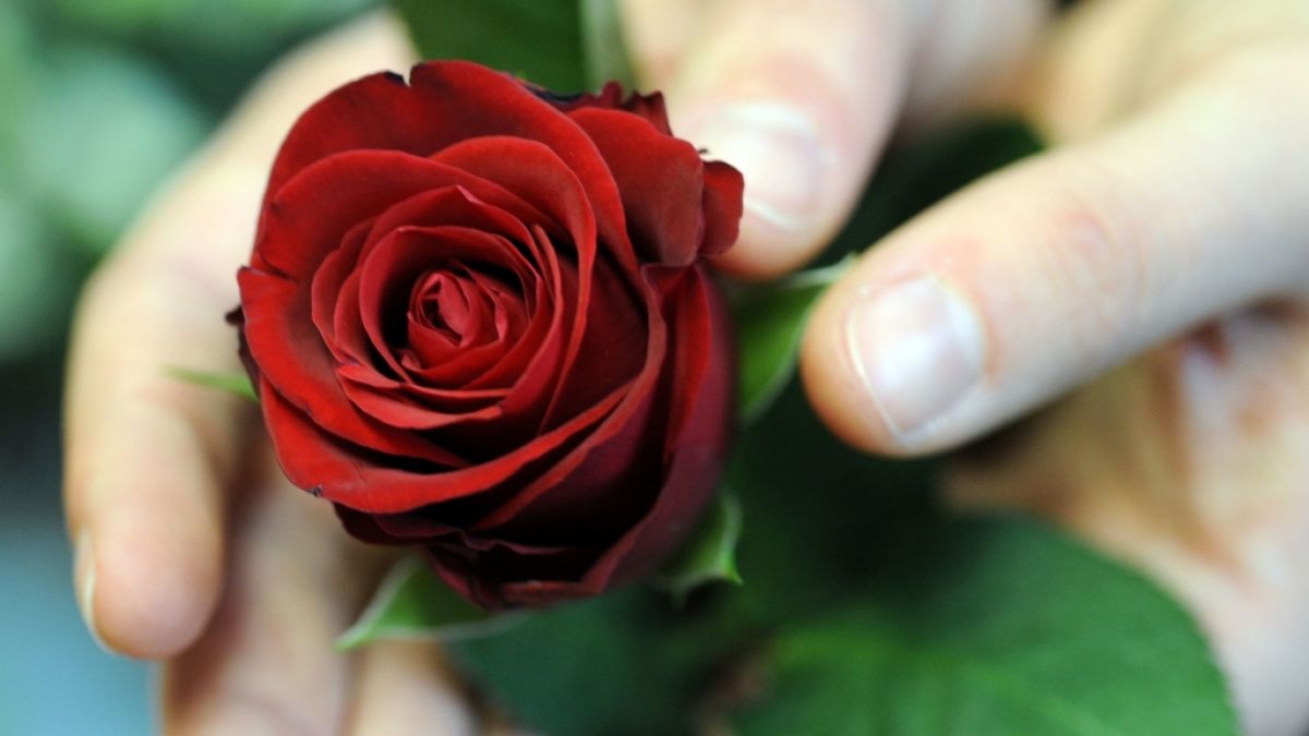 Bei "Die Bachelorette" 2019 wollen die Kandidaten nur eines: eine Rose aus den Händen von Gerda Lewis! (Foto)
