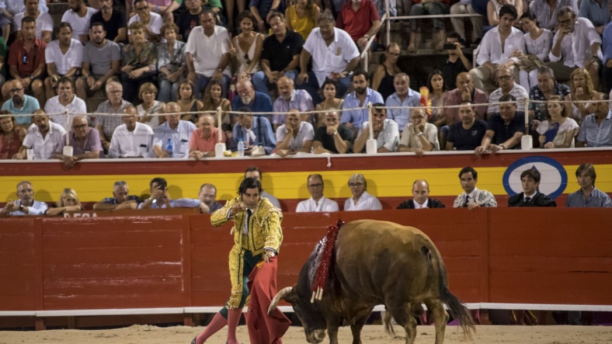 Nach zwei Jahren finden auf Mallorca wieder Stierkämpfe statt. (Foto)
