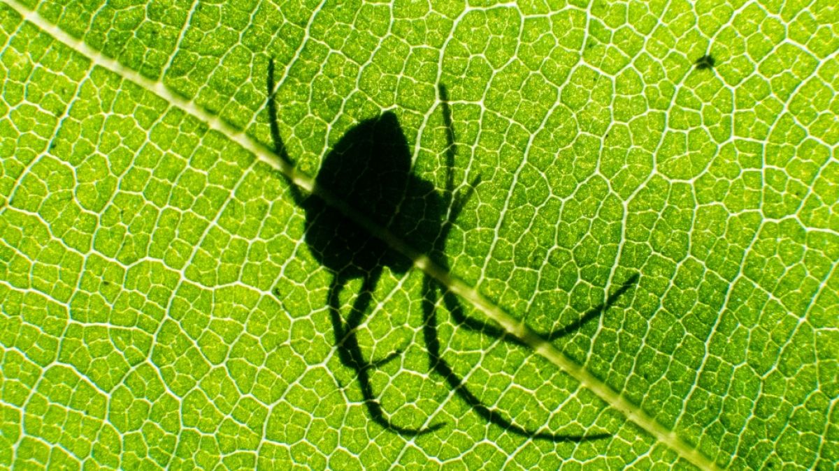 Ein Mann in Österreich hat sein Augenlicht nach einem Spinnenbiss verloren. (Symbolbild) (Foto)