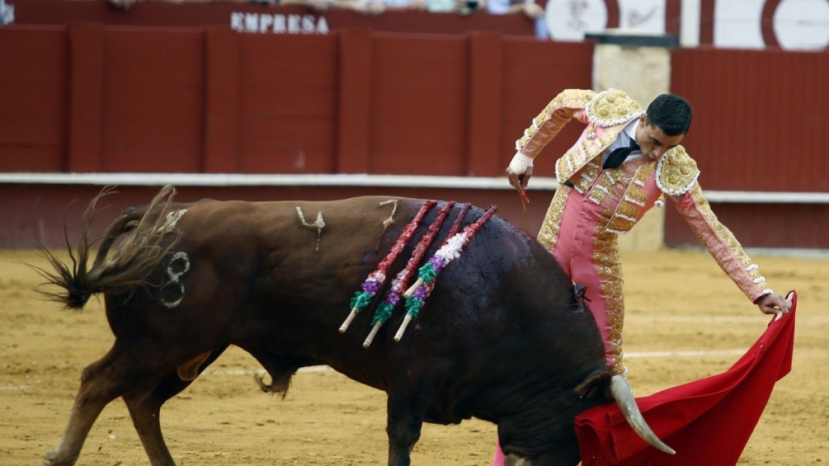 Ein altes Bild zeigt Paco Urena beim Stierkampf. (Foto)