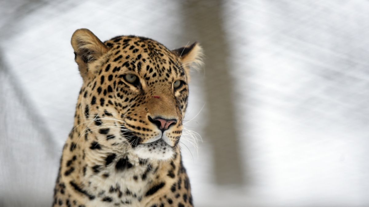 Ein Junge wurde in Thailand von einem Leoparden attackiert. (Foto)