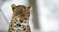 Ein Junge wurde in Thailand von einem Leoparden attackiert.