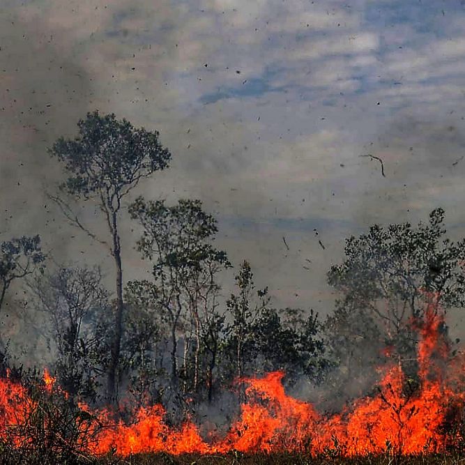 EU-Politiker fordern Handeln Brasiliens gegen Feuer in Amazonas EU-Politiker fordern Handeln Brasiliens gegen Feuer in Amazonas (Foto)