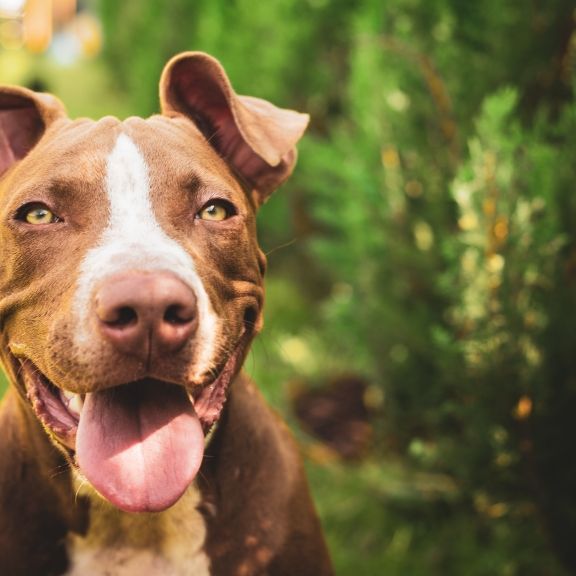 Mann (20) aus USA zündet Pitbull an - tot! Mann (20) aus USA zündet Pitbull an - tot! (Foto)