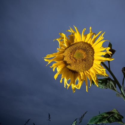 Temperatur-Sturz! Tief Egbert bringt uns den Herbst Temperatur-Sturz! Tief Egbert bringt uns den Herbst (Foto)