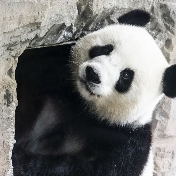 Doppeltes Baby-Glück! Panda-Dame Meng Meng ist Mama Doppeltes Baby-Glück! Panda-Dame Meng Meng ist Mama (Foto)