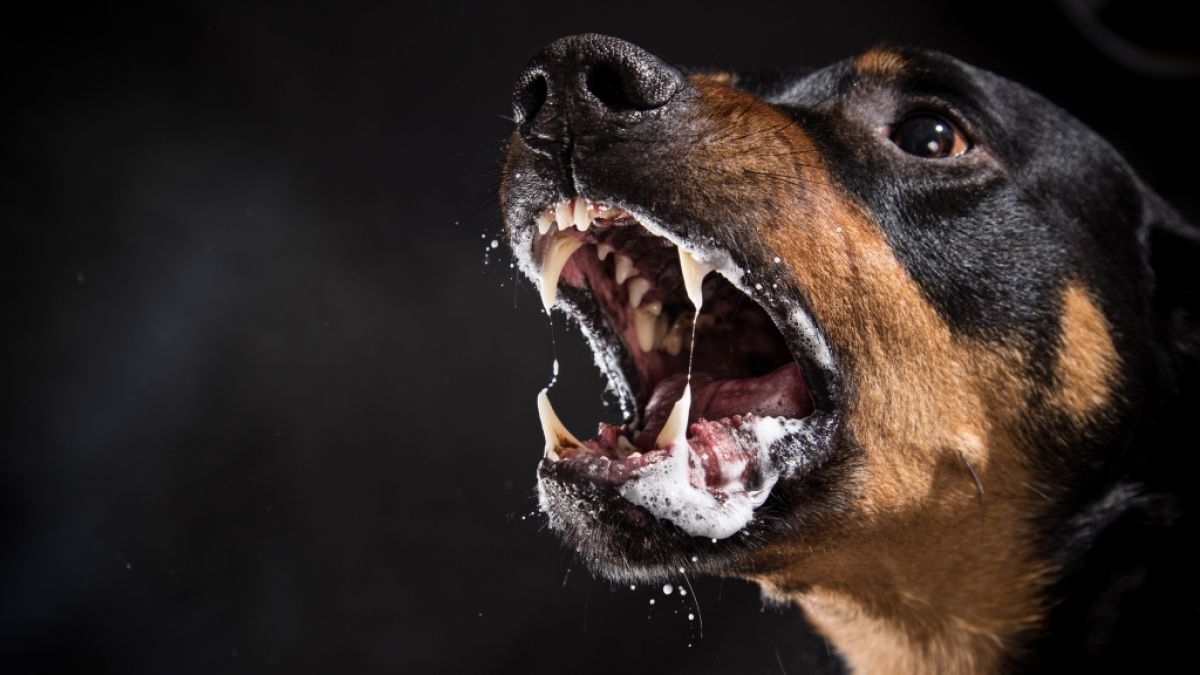 In den USA kam es zu einer tödlichen Hundeattacke. (Foto)