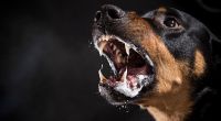 In den USA kam es zu einer tödlichen Hundeattacke.