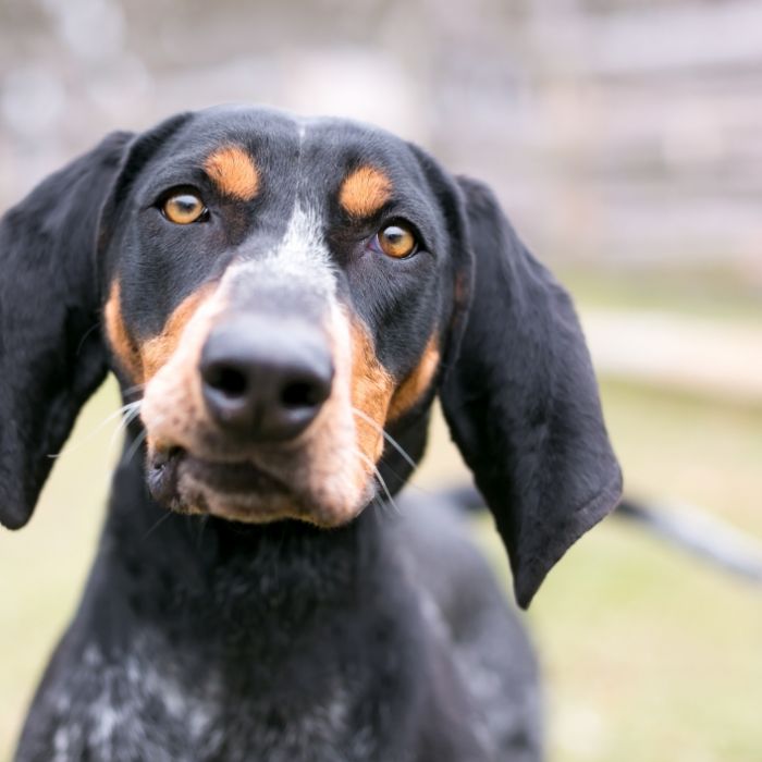 Am Geburtstag der Tochter! Hunde zerfleischen Besitzerin Am Geburtstag der Tochter! Hunde zerfleischen Besitzerin (Foto)
