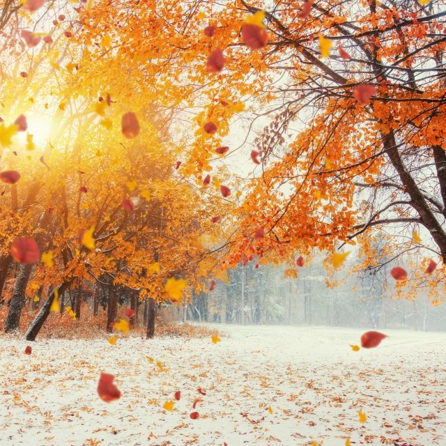 Frost und Schnee kommen! Wintereinbruch lässt Deutschland bibbern Frost und Schnee kommen! Wintereinbruch lässt Deutschland bibbern (Foto)