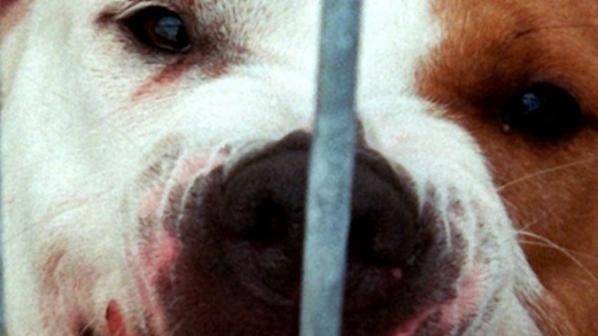 In England wurde eine Frau von ihren eigenen Hunden zu Tode gebissen. (Symbolbild) (Foto)