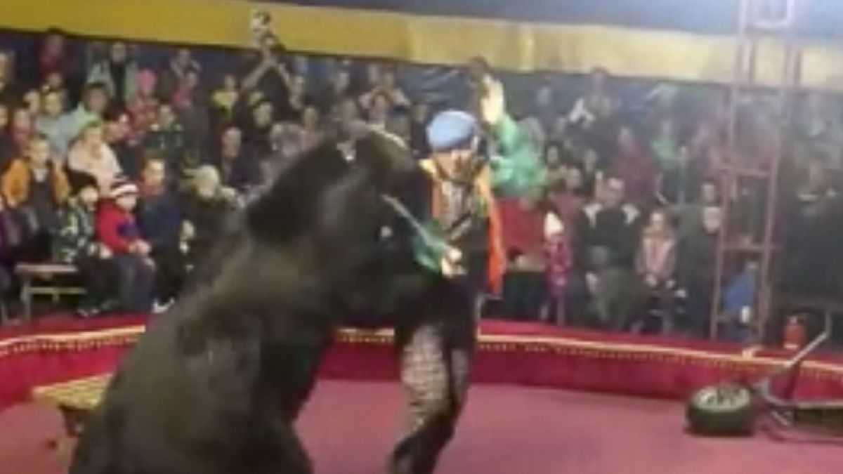 In Russland attackierte ein Zirkus-Bär seinen Dompteur. (Foto)