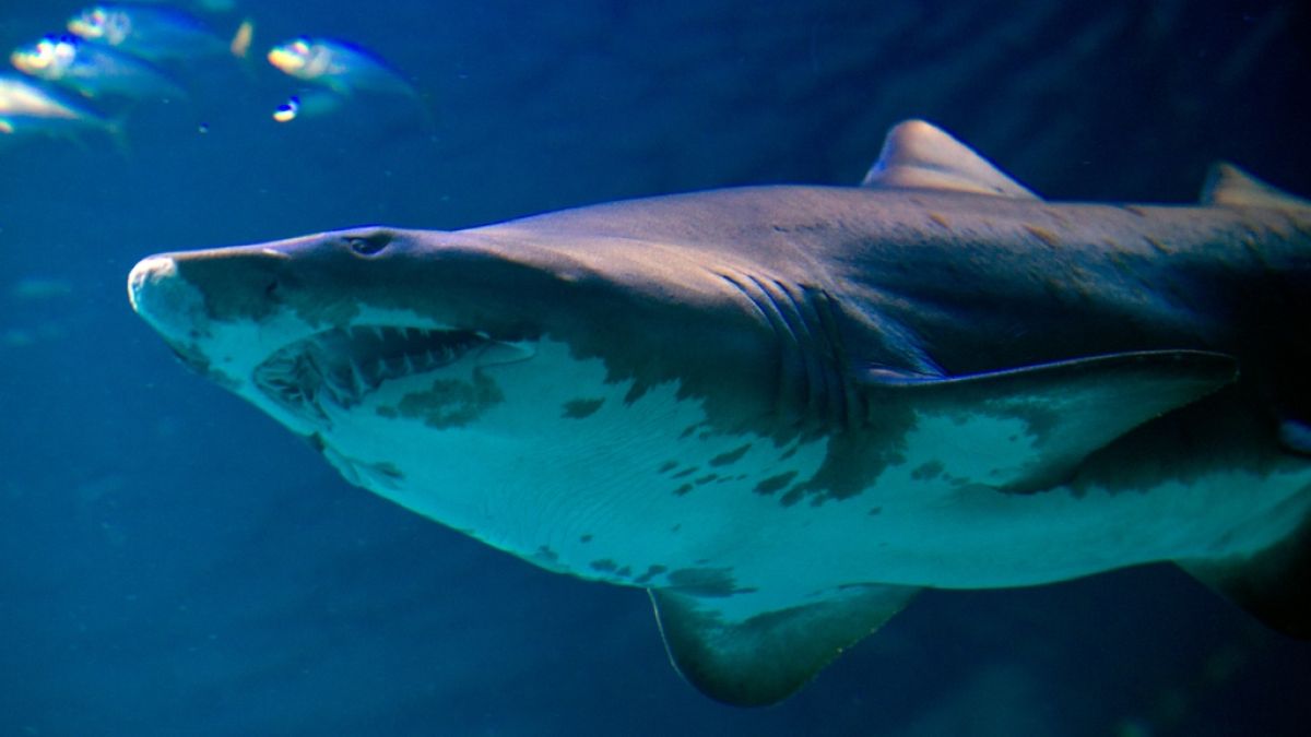 Ein Hai hat zwei Touristen in Australien angegriffen. (Foto)