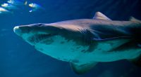 Ein Hai hat zwei Touristen in Australien angegriffen.
