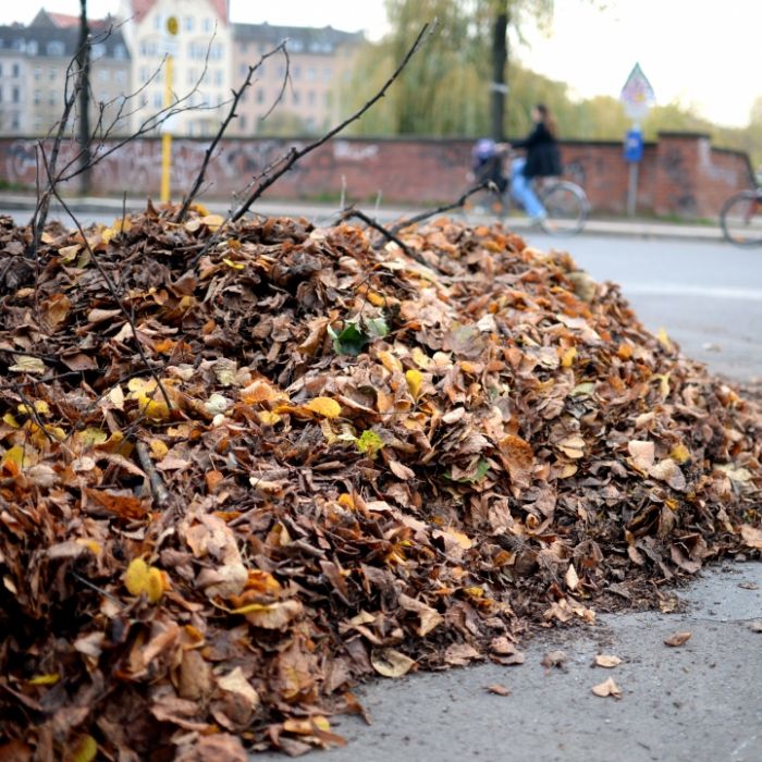 Betrunkener "vergewaltigt" Laubhaufen im Drogenrausch - Knast! Betrunkener "vergewaltigt" Laubhaufen im Drogenrausch - Knast! (Foto)