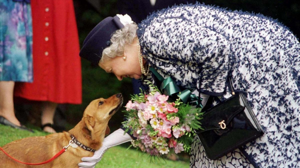 Die britische Königin Elizabeth II. streichelt am 20.05.1998 einen ihrer Corgi-Hunde. (Foto)