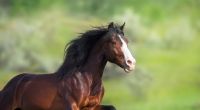 In Liechtenstein hat ein Mann ein Pferd sexuell missbraucht.