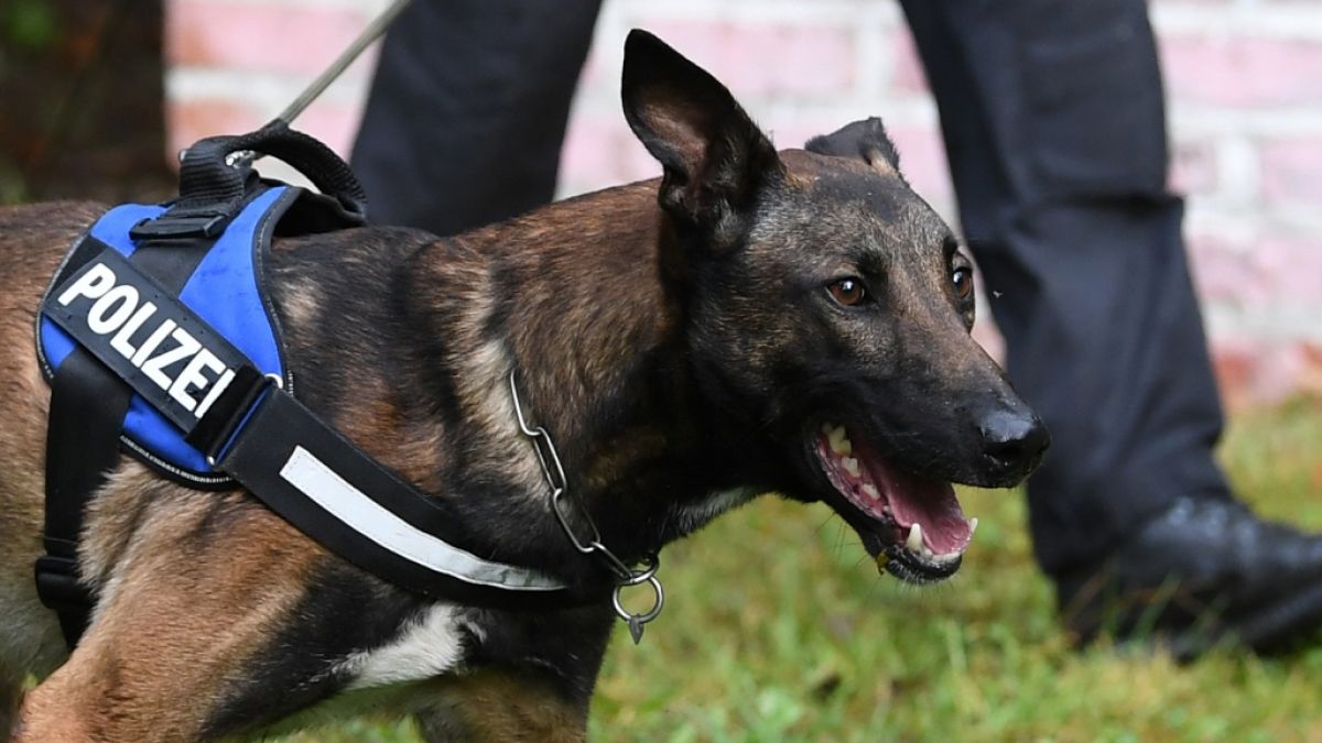 In einer Kaserne in Österreich wurde ein Hundeführer von zwei Belgischen Schäferhunden attackiert und zerfleischt (Symbolbild). (Foto)