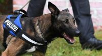 In einer Kaserne in Österreich wurde ein Hundeführer von zwei Belgischen Schäferhunden attackiert und zerfleischt (Symbolbild).