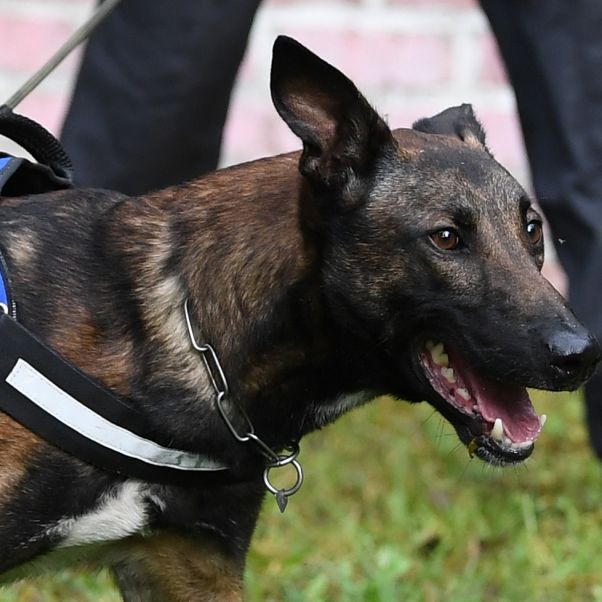 Österreichischer Hundeführer von Militärhunden zerfleischt - tot!