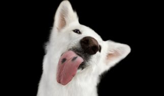 Tödliche Infektion mit Capnocytophaga canimorsus