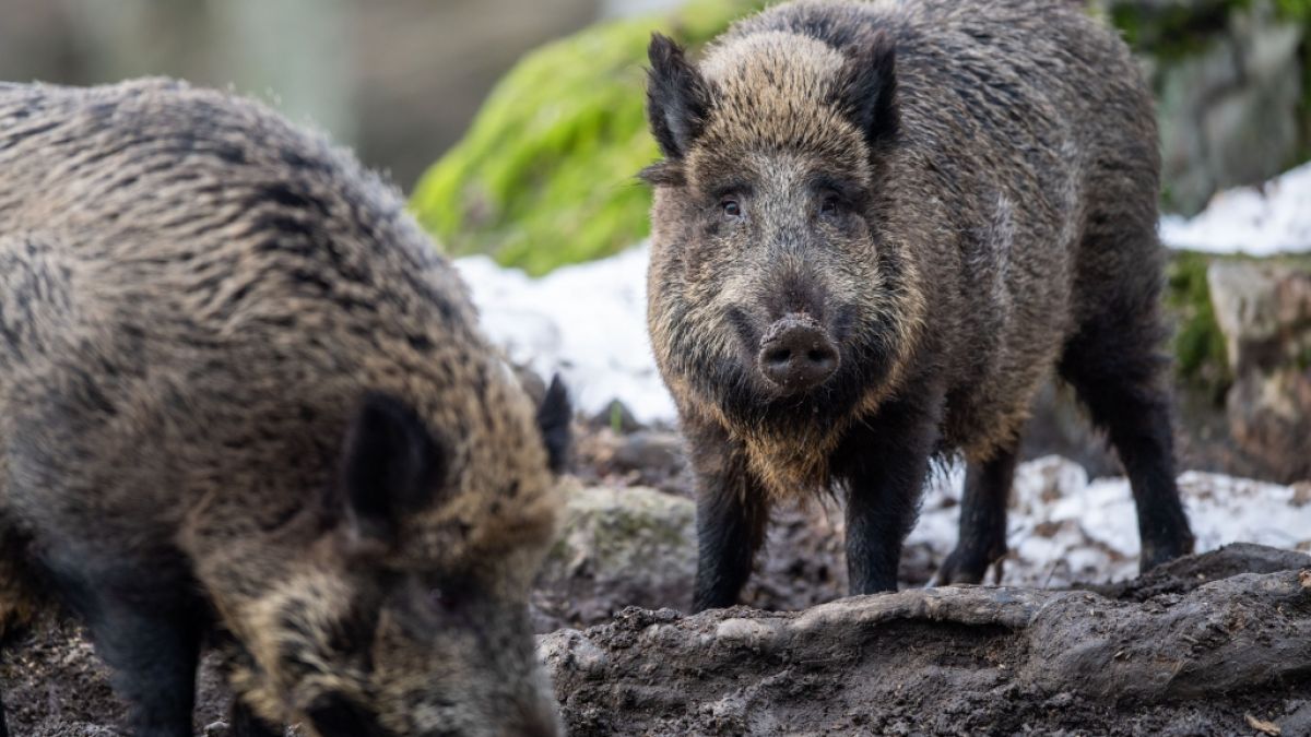 In Texas haben Wildschweine eine Frau zerfleischt. (Foto)