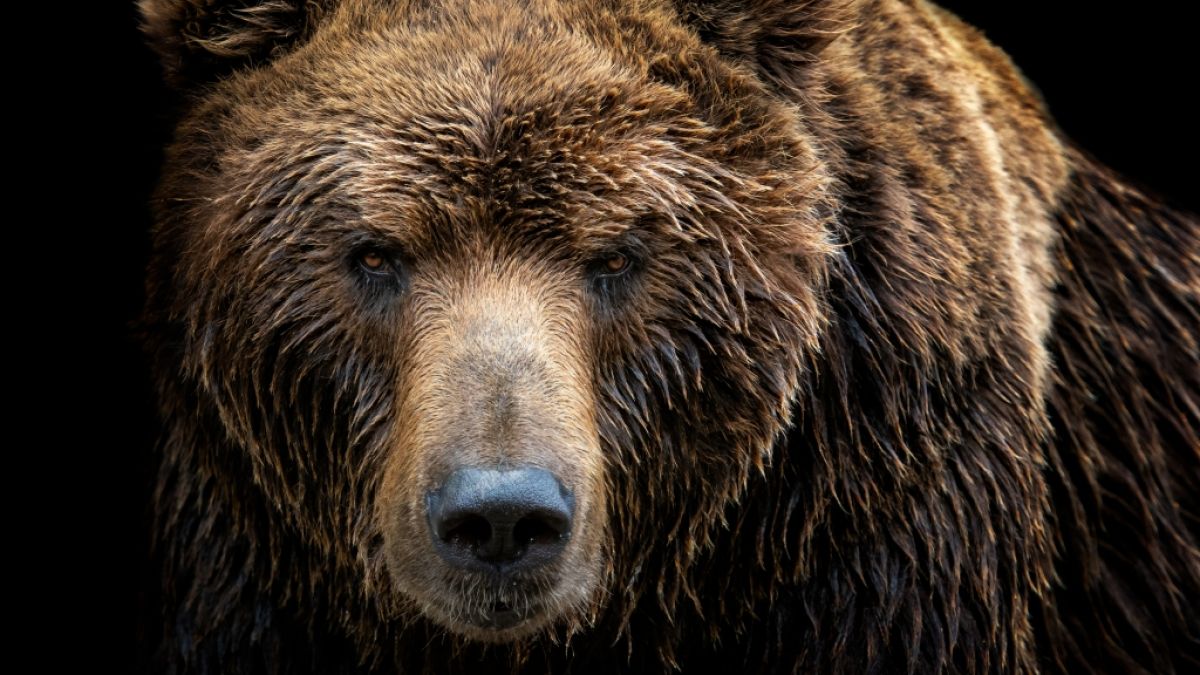 Ein Bär hat einen Mann in Russland beinahe komplett gefressen. (Foto)