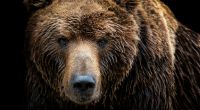 Ein Bär hat einen Mann in Russland beinahe komplett gefressen.