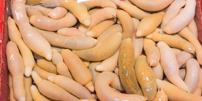 Urechis unicinctus in Kalifornien