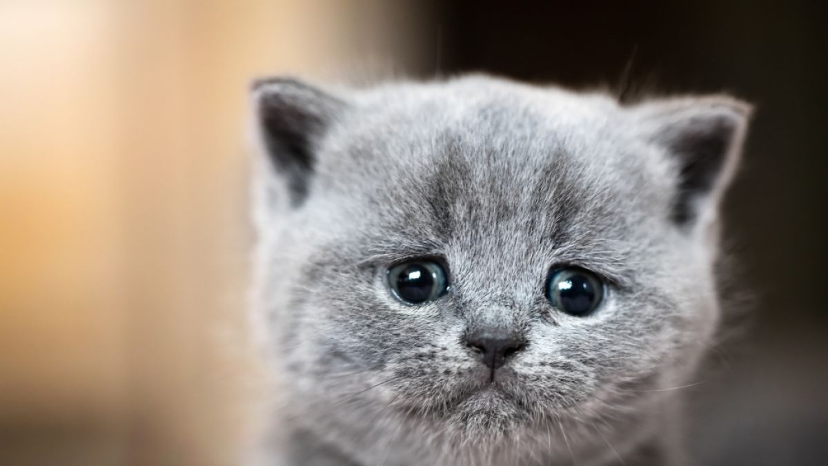 (Symbolbild): Katze in Mikrowelle gesteckt und gequält. (Foto)