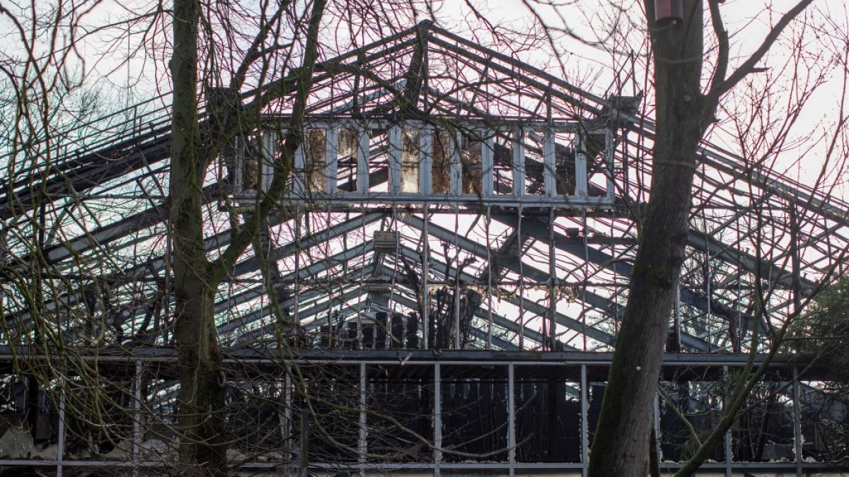 Flipboard Feuerdrama In Krefeld Affenhaus Abgebrannt Das Droht