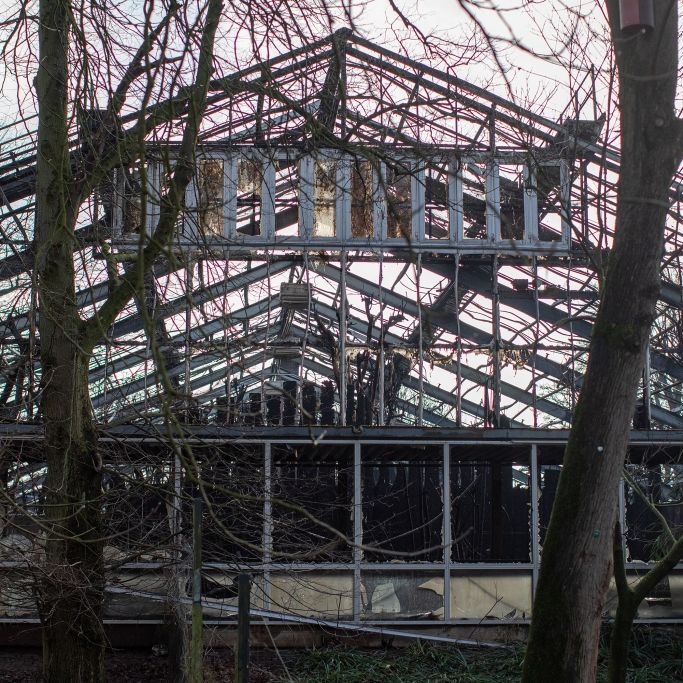 Affenhaus abgebrannt! DAS droht den Brandstiftern Affenhaus abgebrannt! DAS droht den Brandstiftern (Foto)