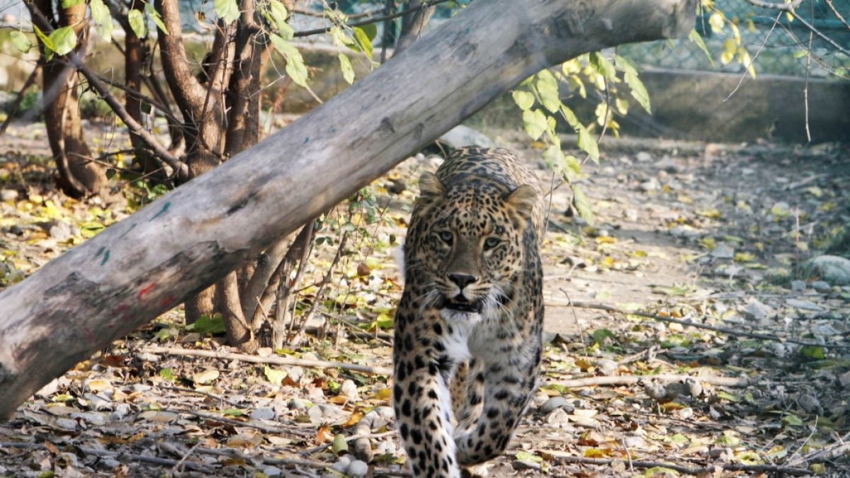 Wilder Leopard in Nepal (Foto)