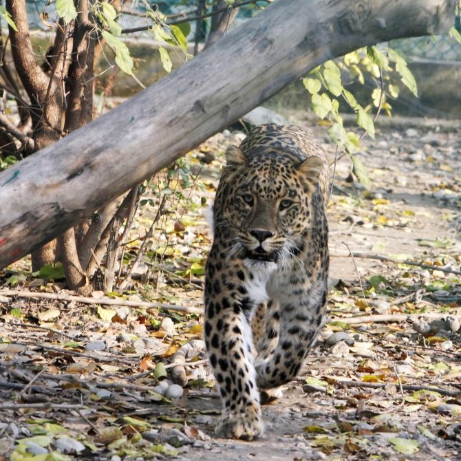 Junge (8) von Leopard zerfleischt - TOT!