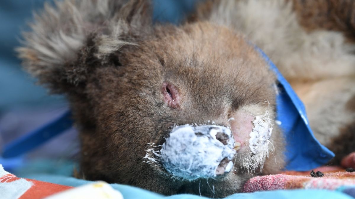 Durch die Buschbrände wurden auf der Känguru-Insel viele Tiere getötet und Koalas verletzt. (Foto)
