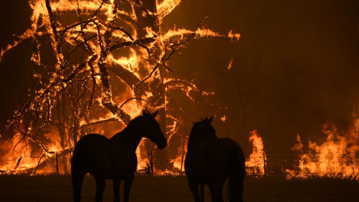 Eine Milliarde Tiere bei den Buschbränden in Australien ums Leben gekommen. (Foto)