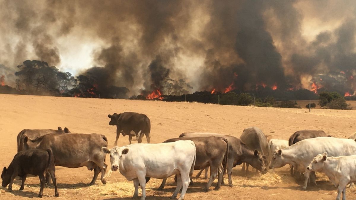 Rinder vor einer Feuerwand auf der Känguru-Insel in Australien. (Foto)