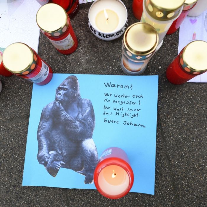 Mit Maschinenpistole! Polizist erschoss schwer verletzten Gorilla Mit Maschinenpistole! Polizist erschoss schwer verletzten Gorilla (Foto)