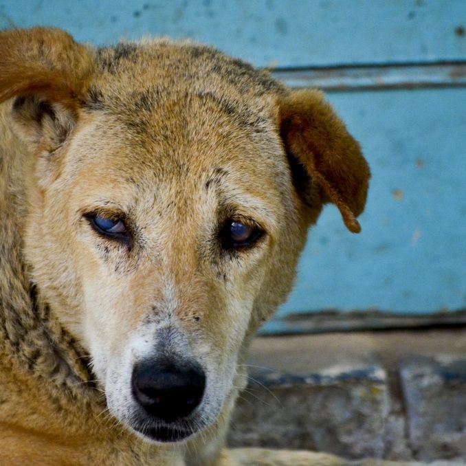 Mitten im Krankenhaus! Straßenhunde beißen Baby tot Mitten im Krankenhaus! Straßenhunde beißen Baby tot (Foto)