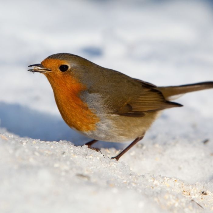 Wintermezzo! HIER gibt es am Wochenende Schnee Wintermezzo! HIER gibt es am Wochenende Schnee (Foto)