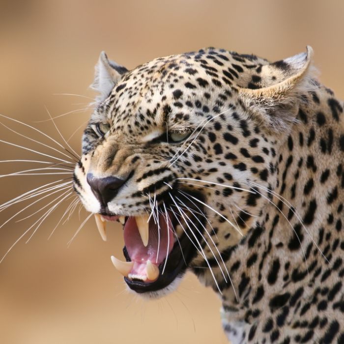 Leopard zerfleischt Mädchen (9)