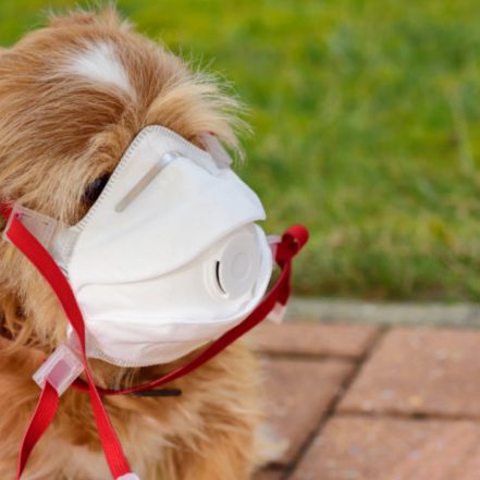 Hund positiv auf Sars-CoV-2 getestet! Sind Haustiere gefährdet?