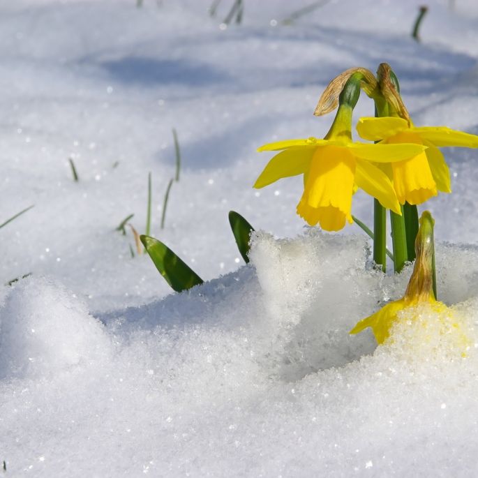 Winter-Einbruch im März? Meteorologen befürchten Schneebombe 