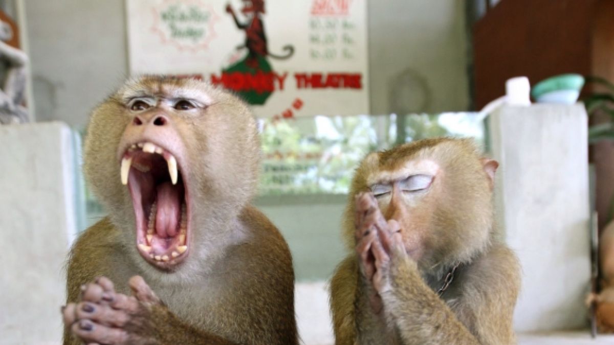 Aggressive Affen stürmen wegen Corona-Chaos Stadt in Thailand. (Foto)