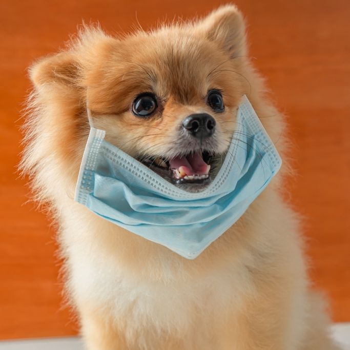 Hund stirbt nach Quarantäne! SO gefährlich ist Covid-19 für unsere Tiere Hund stirbt nach Quarantäne! SO gefährlich ist Covid-19 für unsere Tiere (Foto)